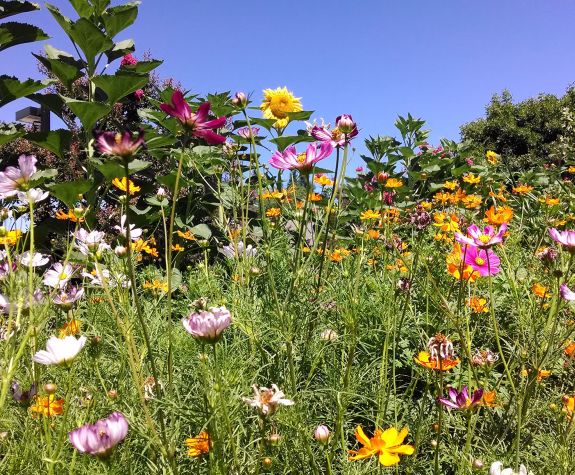 Cosmos with sunflower