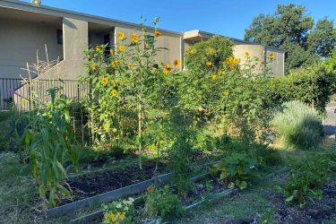 A picture of the garden.