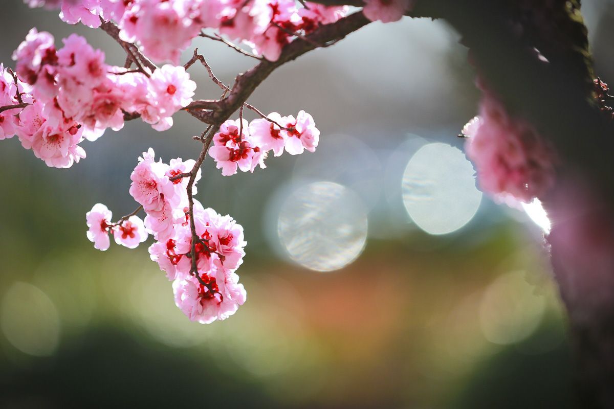 spring blooms on campus