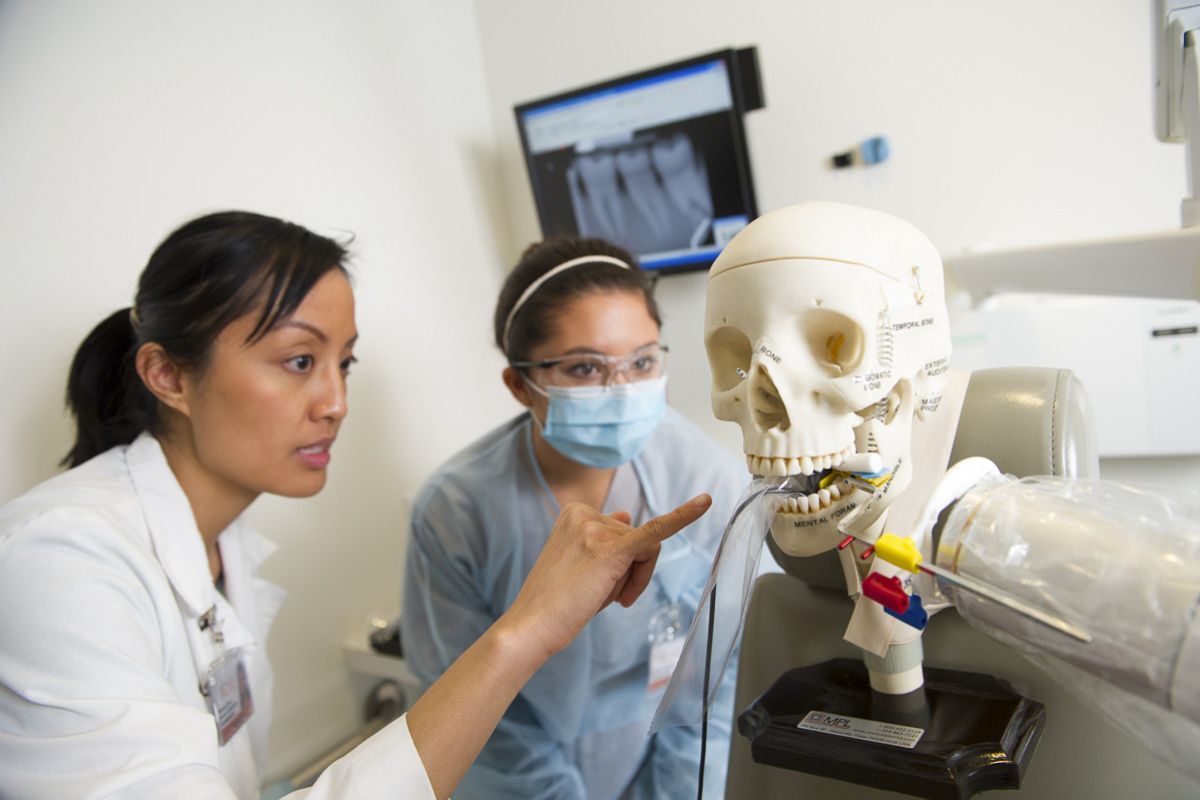 Dental Hygiene students looking at skull