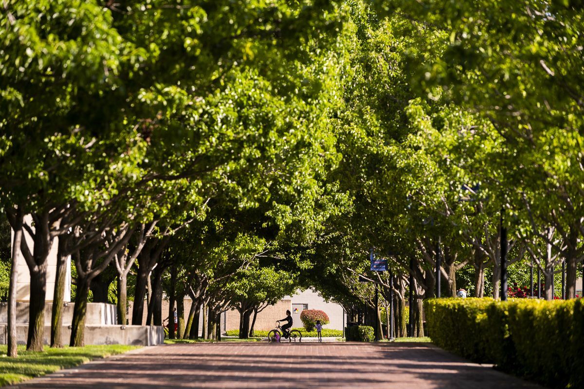 walkway with trees
