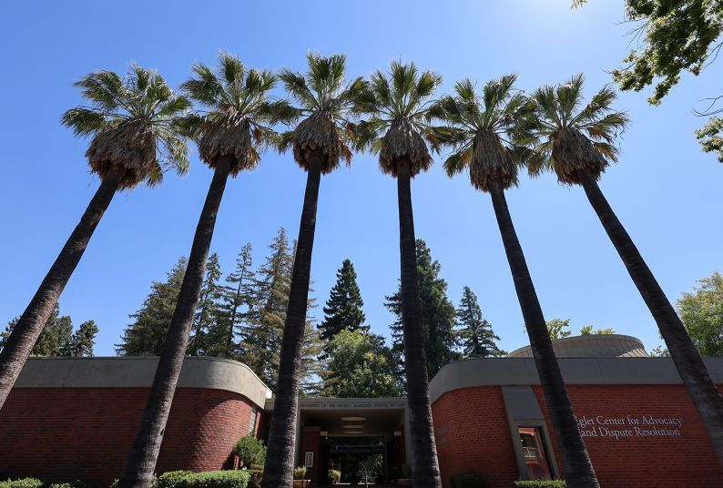 An image of palm trees on a college campus
